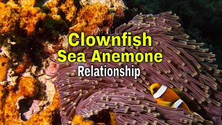 Clownfish Sea Anemone Relationship [upl. by Aivatnuhs]