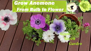 Growing Anemone from Bulb to Flower [upl. by Linnea973]