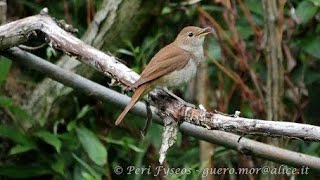 Nightingale Song  Canto di Usignolo Luscinia megarhynchos [upl. by Olsewski]