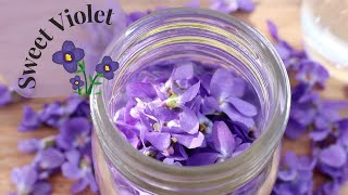 Sweet Violet Identification amp Infused Vinegar Viola Odorata [upl. by Victor]