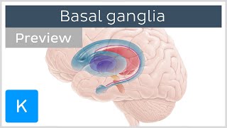 Basal ganglia Pathways and functions preview  Human Neuroanatomy  Kenhub [upl. by Eddra620]