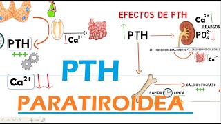 Hormona Paratiroidea PTH [upl. by Aerbua]