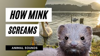 The Animal Sounds Mink Screams  Sound Effect  Animation [upl. by Chuch]