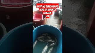 Isda sa infanta Quezon [upl. by Ragan]