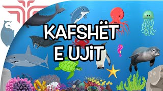 Kafshët e ujit [upl. by Wit]