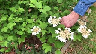 Home Native Landscaping  Viburnum [upl. by Raffarty]