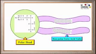 WCLN  Phospholipids  Biology [upl. by Ihcekn]