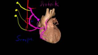 Inervación de corazón [upl. by Ware957]