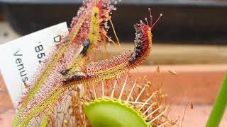 Sundew Carnivirous Plant eats 3 bugs timelapse [upl. by Fenella]