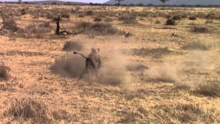 Serengeti Safari Lions hunting a small dik dik [upl. by Silado145]