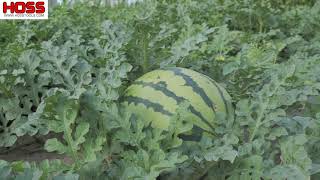 Tricks to Growing Watermelons [upl. by Obnukotalo]