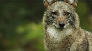 Meet the Coywolf A New Hybrid Carnivore Roams the City  MetroFocus [upl. by Shelman]