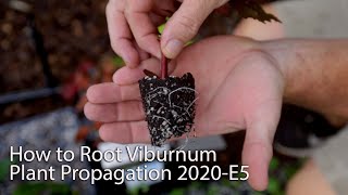 How to Root Viburnum  Plant Propagation 2020Ep5 [upl. by Nnyleuqcaj]