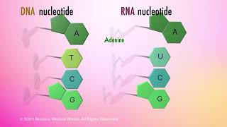 Nucleic Acids [upl. by Arimahs]