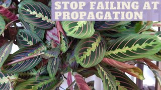 MARANTA Prayer Plant Care  PROPAGATION  Propagate Maranta Leuconeura [upl. by Ateiram177]