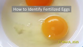 How to Identify Fertilized Eggs [upl. by Verina]