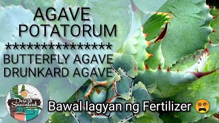 57100 Agave Potatorum Succulent Care Guide  Dont fertilize this plant • Butterfly Agave [upl. by Acirre]