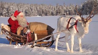 Salida de Papá Noel Santa Claus y renos 🦌🎅 para familias  Laponia Finlandia Navidad Polo Norte [upl. by Niveek]