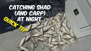 Where To Catch Shad and Carp At Night Quick Tip [upl. by Nesahc141]