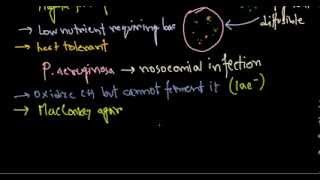 Pseudomonas aeruginosa introduction [upl. by Bonnee]