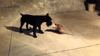 Standard Schnauzer vs Possum [upl. by Pammie]