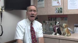 How to Treat Seizures in Dogs Naturally [upl. by Curhan]