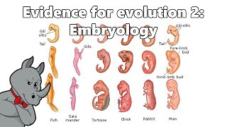 Evidence for Evolution  Embryology [upl. by Einalem]