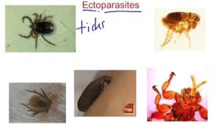 Ectoparasites [upl. by Mathia]