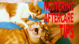 Cat neutering aftercaretips insidethings you should and shouldnt do [upl. by Anetta]