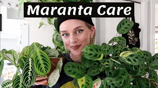 Maranta Plant Care  Propagation 🌿 [upl. by Anastassia]