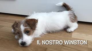 Winston  Jack russel a pelo ruvido  1 anno [upl. by Delorenzo]