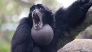 Screaming Gibbon Monkey [upl. by Dworman]