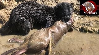 My Mink Brocc and Rocky Hunting Muskrats [upl. by Aelam]