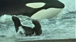 Deadly Killer Whale Moments  Top 5  BBC Earth [upl. by Daniala]