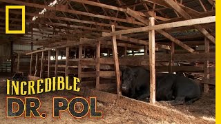 Limping Bull  Client Tales  The Incredible Dr Pol [upl. by Tabina87]