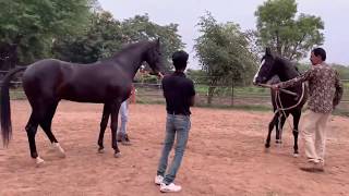 Marwari Horse Breeding  Marwari horses  black horses  stallion horses  horse breeding [upl. by Yorgen]