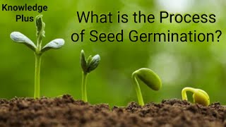 What is the Process of Seed Germination Seed germination explained I How do Seeds Grow [upl. by Mcafee]