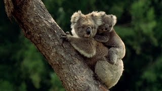 Koala Baby Koalas [upl. by Cybil522]