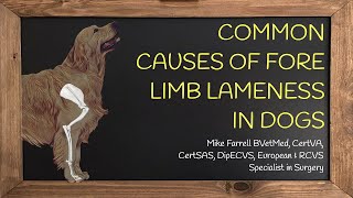 Forelimb lameness [upl. by Monteria810]