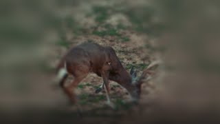 Single Bevel Broadhead Test  IRON WILL  Slow Motion Broadhead Field Test [upl. by Kihtrak]