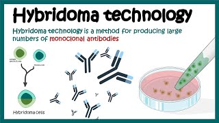 Hybridoma technology  Monoclonal antibody production using hybridoma technology  Animated biology [upl. by Eidda21]