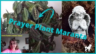 Repotting Maranta Prayers Plant HousePlant [upl. by Warrenne244]