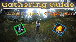 Black Desert Online  Where To Gather Logs and Get Caphras2020 [upl. by Bronson]