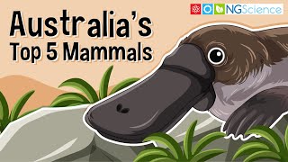 Australias Top 5 Mammals [upl. by Omland]