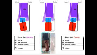 The Subtalar Joint Part 2  Pronation vs Supination EXPLAINED [upl. by Arikihs925]