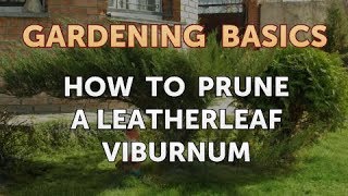 How to Prune a Leatherleaf Viburnum [upl. by Kcirdla897]