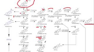 sintesis hormonas esteroideas [upl. by Doug]