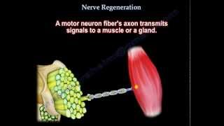 Nerve Regeneration  Everything You Need To Know  Dr Nabil Ebraheim [upl. by Doyle705]