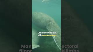 Manatee  The Ocean’s Largest Herbivore  Loveable Sea Cow [upl. by Dalston92]