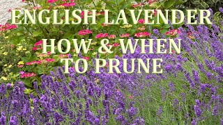 How and When to prune English Lavender 2020 [upl. by Aiuqes]